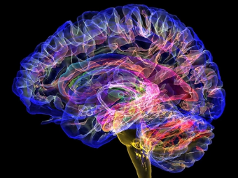 欧美日b视频大脑植入物有助于严重头部损伤恢复
